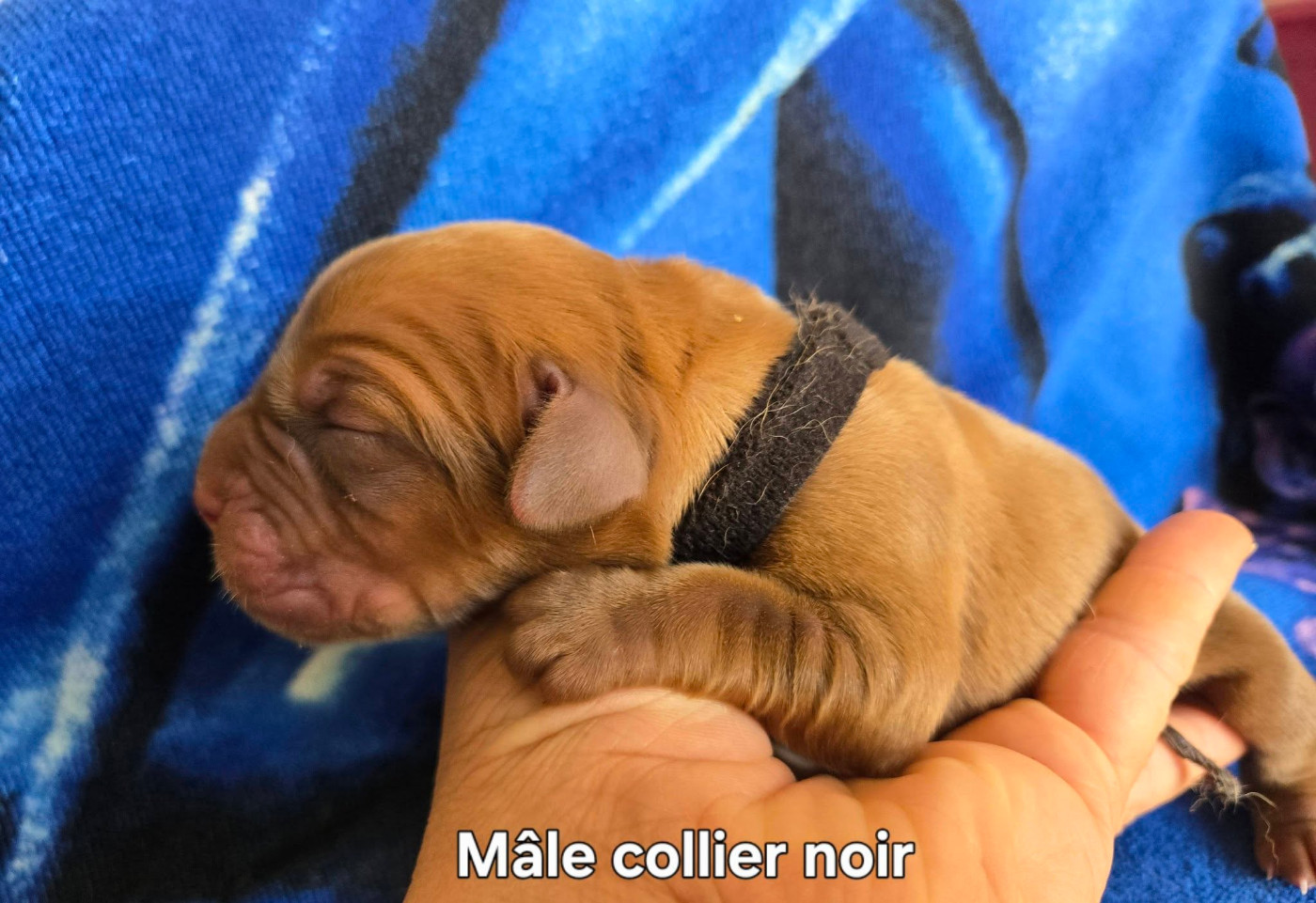 De L'Elite Royal Dog - Chiots disponibles - Dogue de Bordeaux