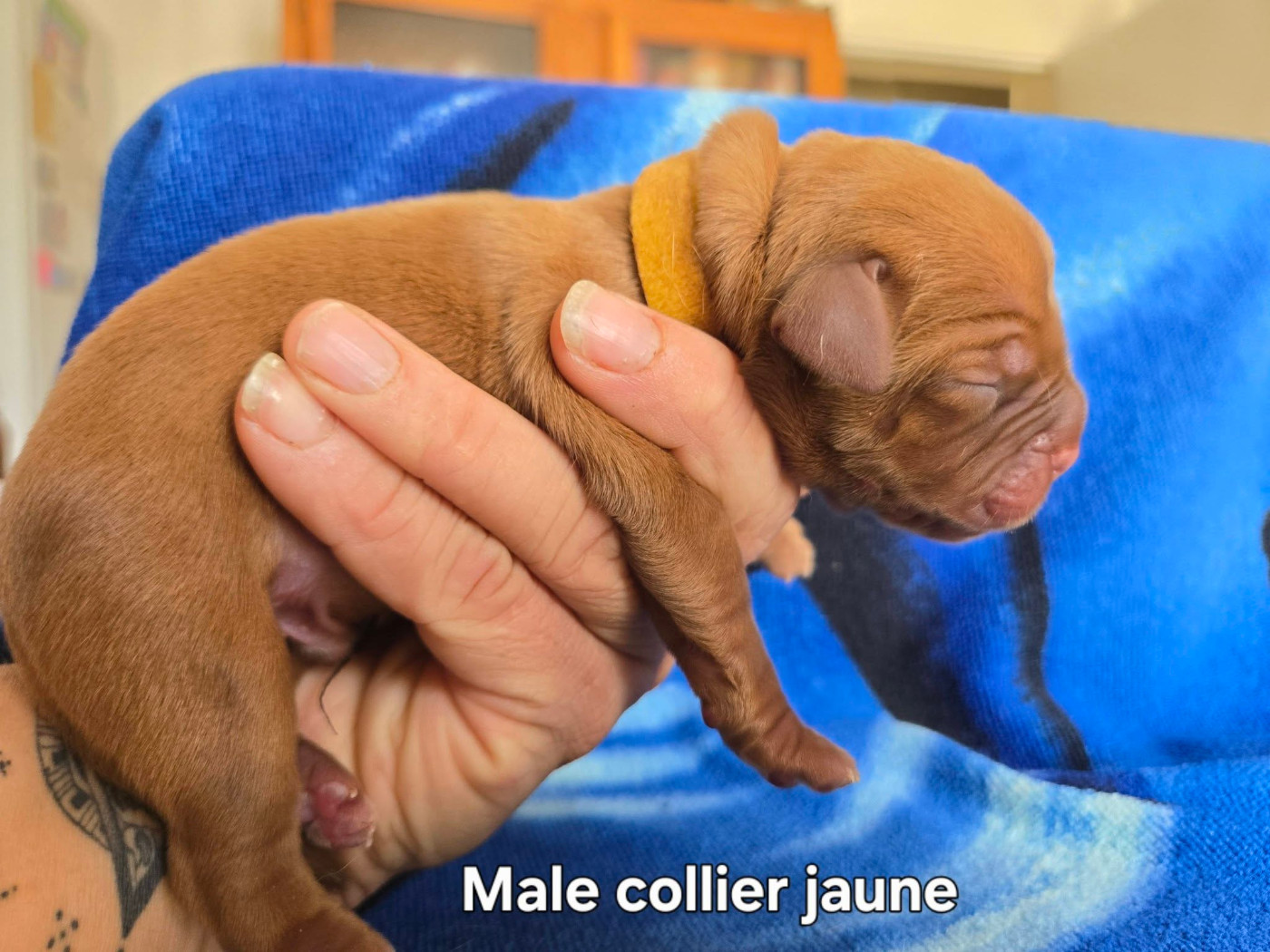 De L'Elite Royal Dog - Chiots disponibles - Dogue de Bordeaux