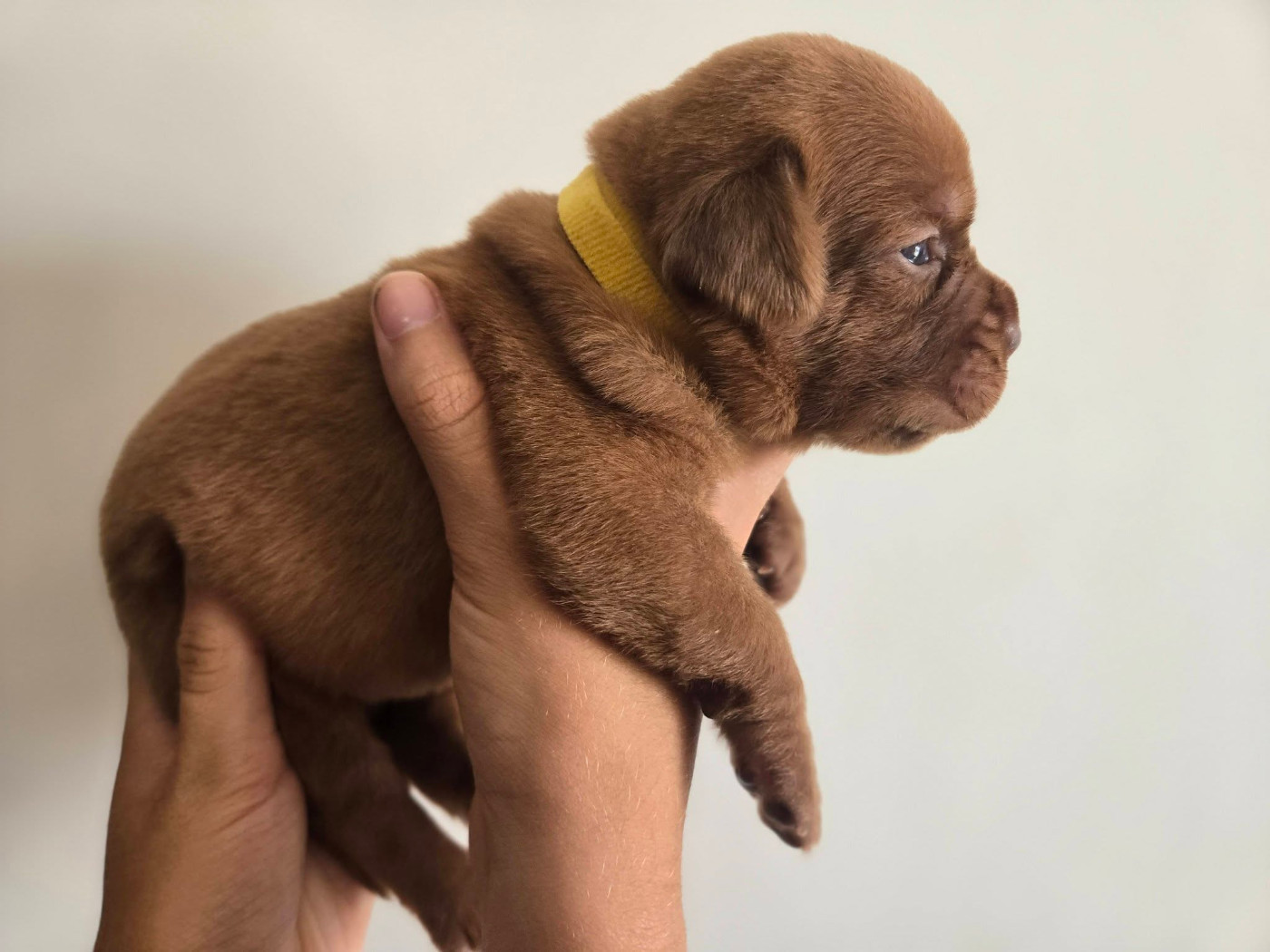 De L'Elite Royal Dog - Chiots disponibles - Dogue de Bordeaux