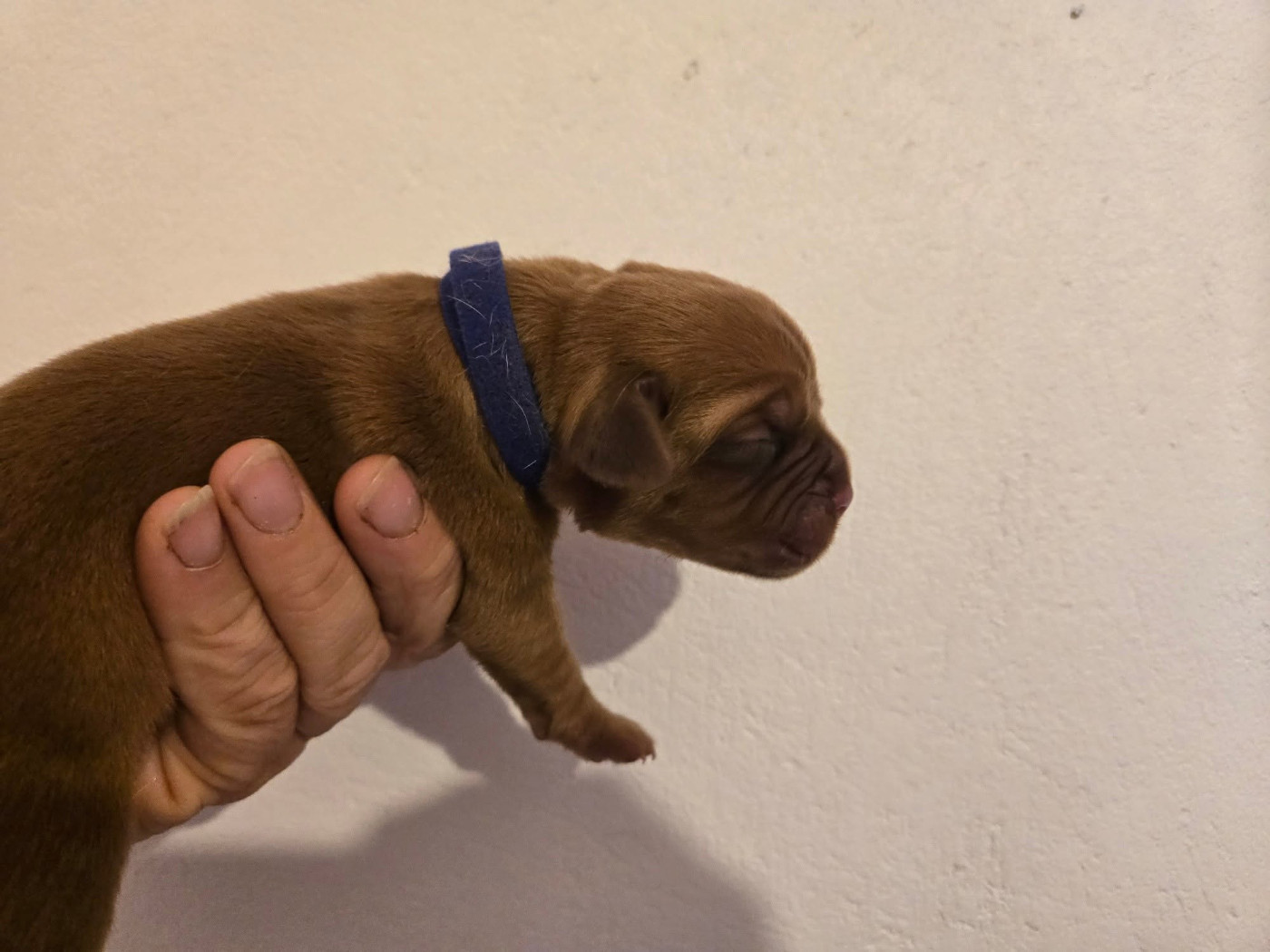 De L'Elite Royal Dog - Chiots disponibles - Dogue de Bordeaux