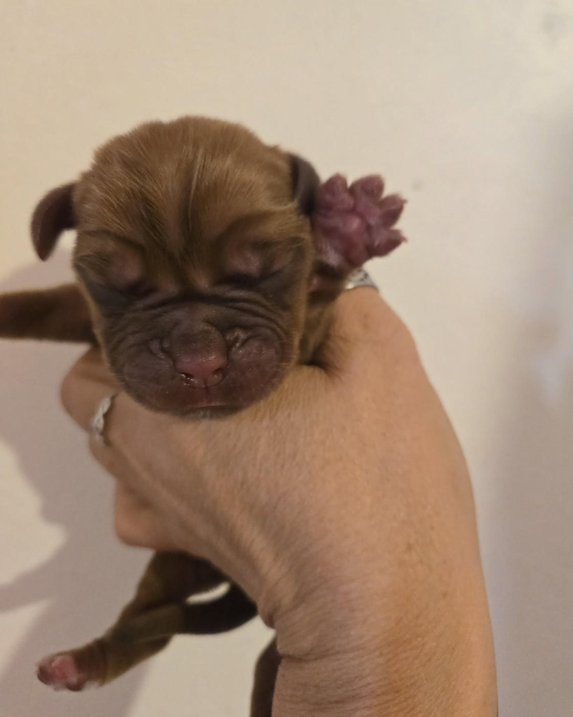 De L'Elite Royal Dog - Chiots disponibles - Dogue de Bordeaux