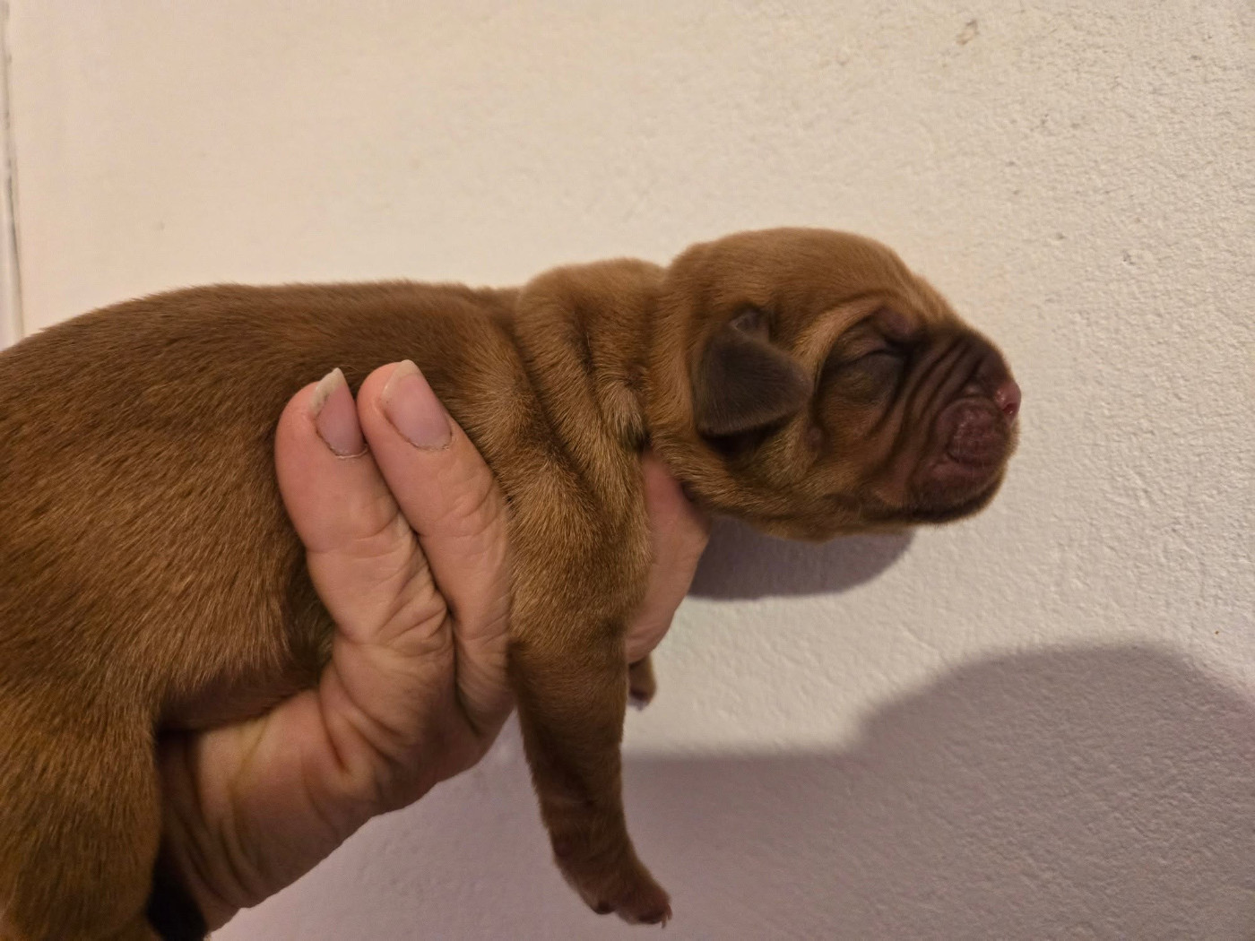 De L'Elite Royal Dog - Chiots disponibles - Dogue de Bordeaux
