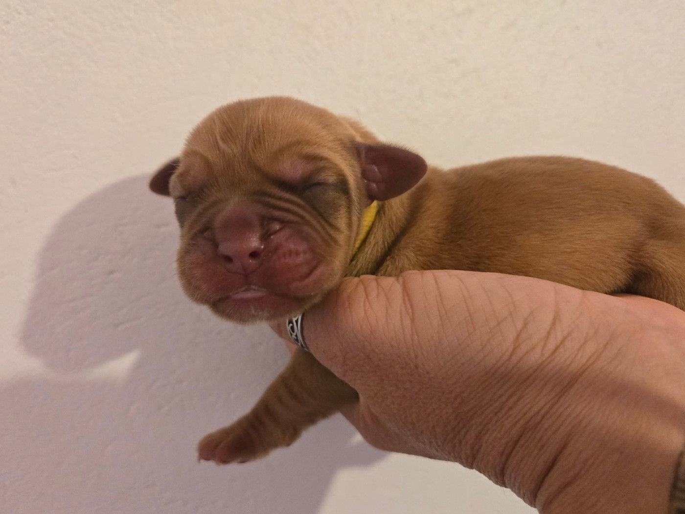 De L'Elite Royal Dog - Chiots disponibles - Dogue de Bordeaux