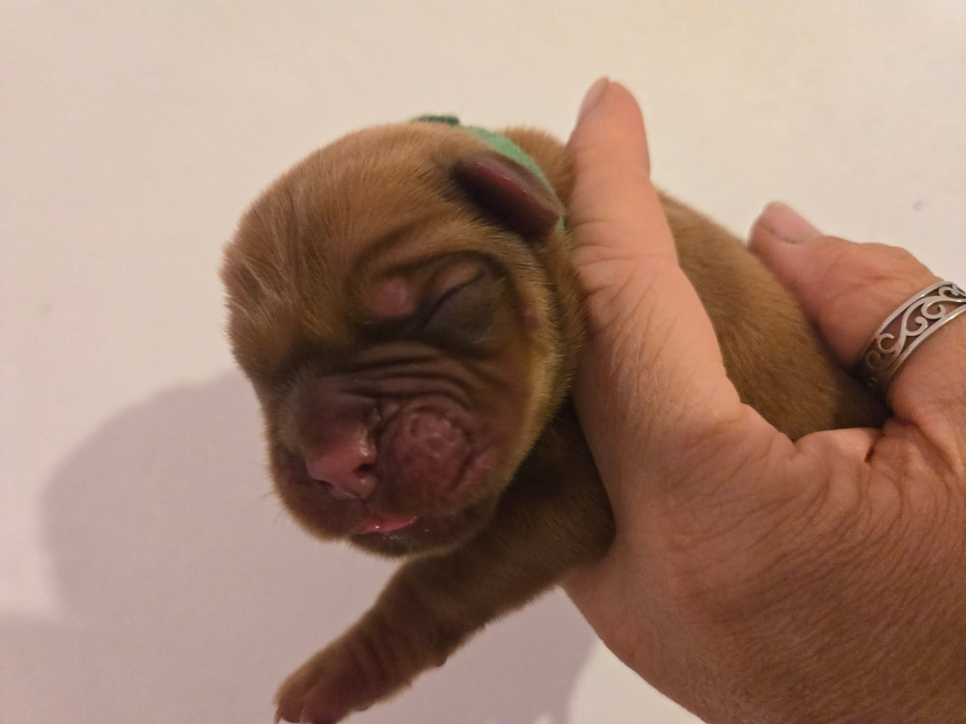 De L'Elite Royal Dog - Chiots disponibles - Dogue de Bordeaux