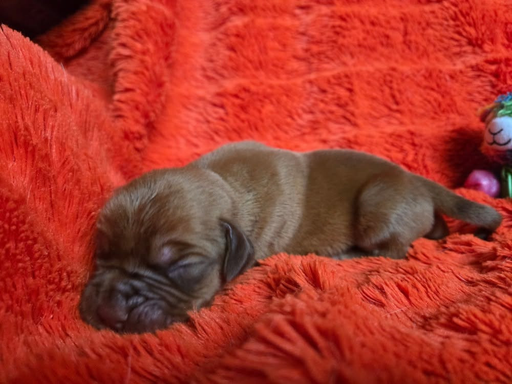 De L'Elite Royal Dog - Chiots disponibles - Dogue de Bordeaux