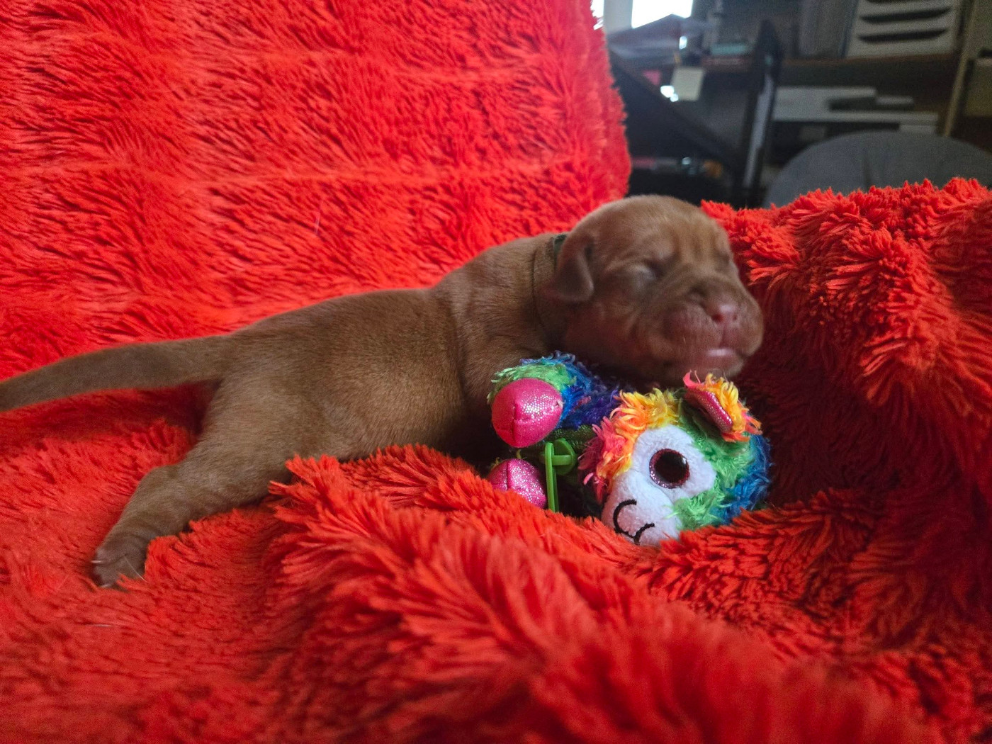 De L'Elite Royal Dog - Chiots disponibles - Dogue de Bordeaux