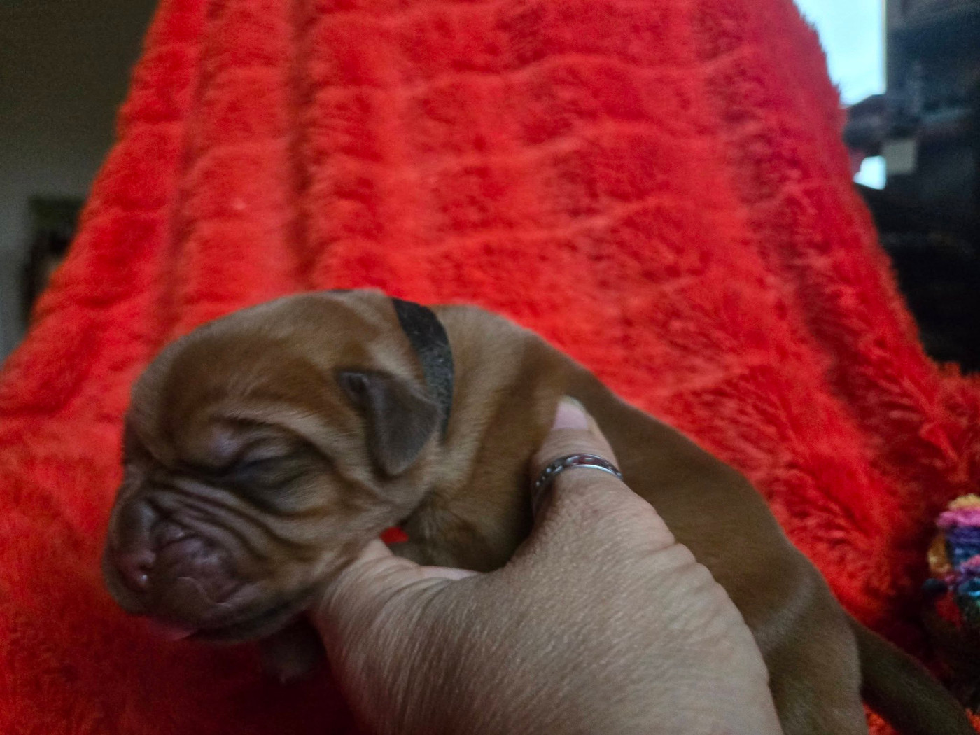 De L'Elite Royal Dog - Chiots disponibles - Dogue de Bordeaux