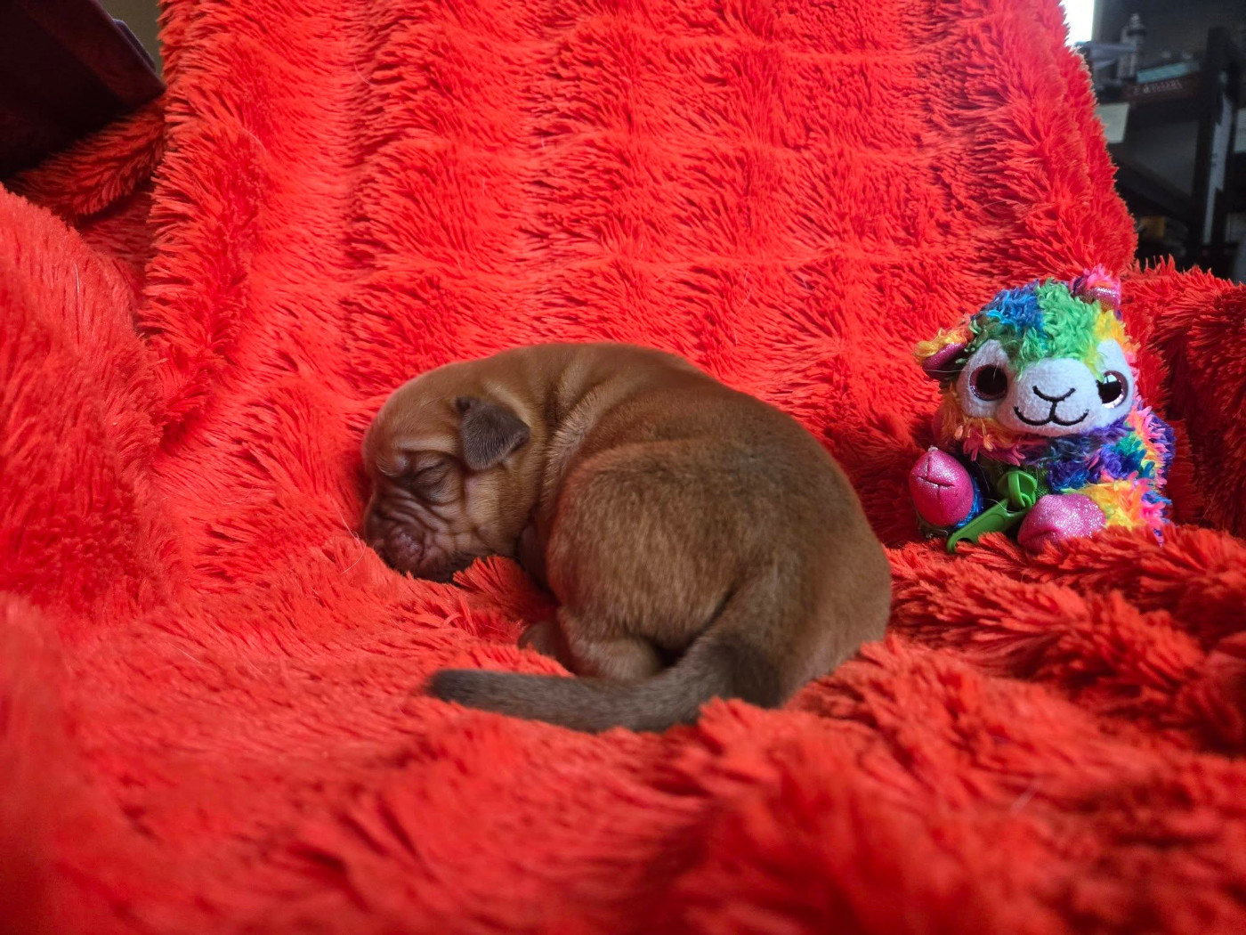De L'Elite Royal Dog - Chiots disponibles - Dogue de Bordeaux