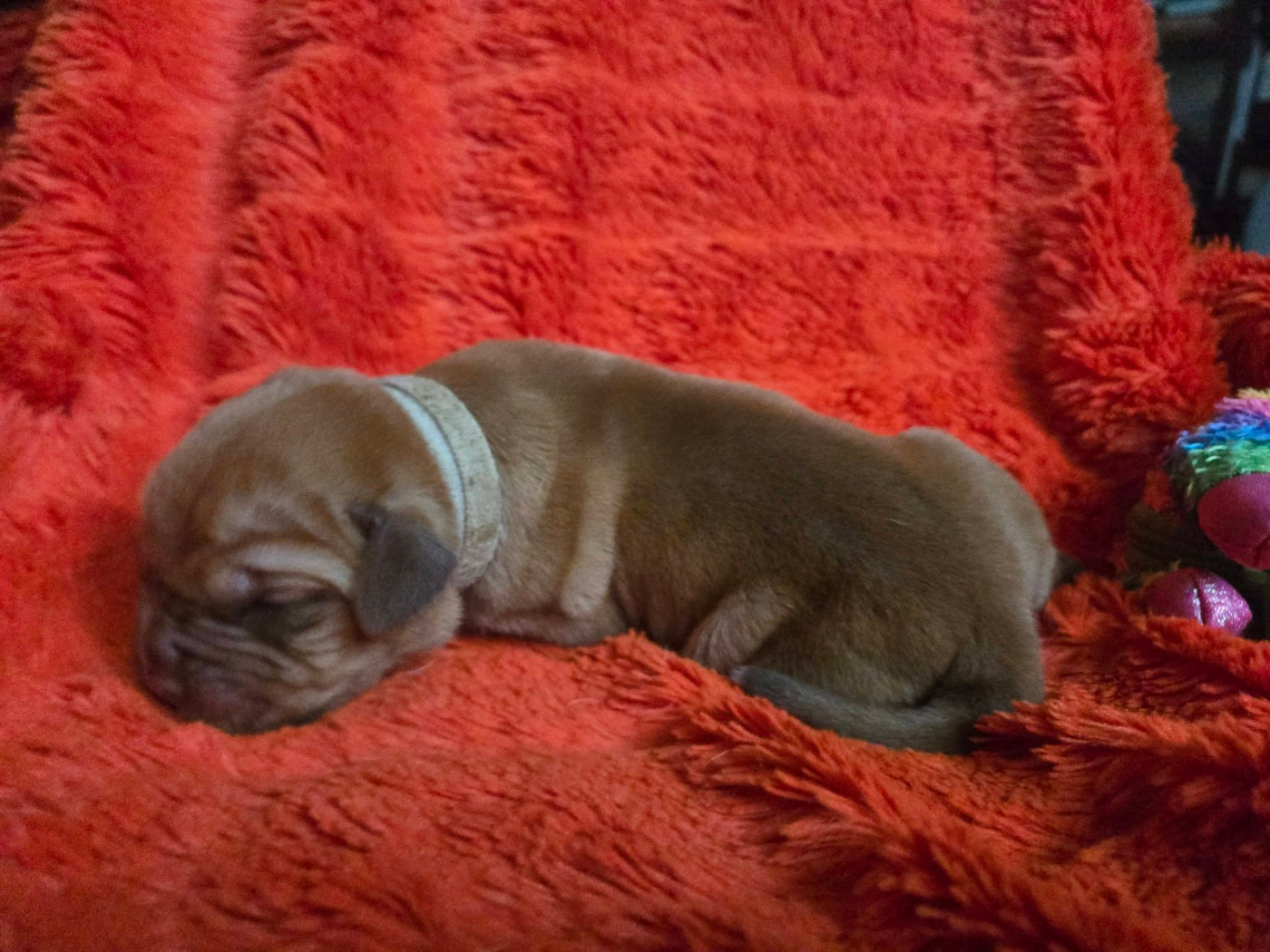 De L'Elite Royal Dog - Chiots disponibles - Dogue de Bordeaux