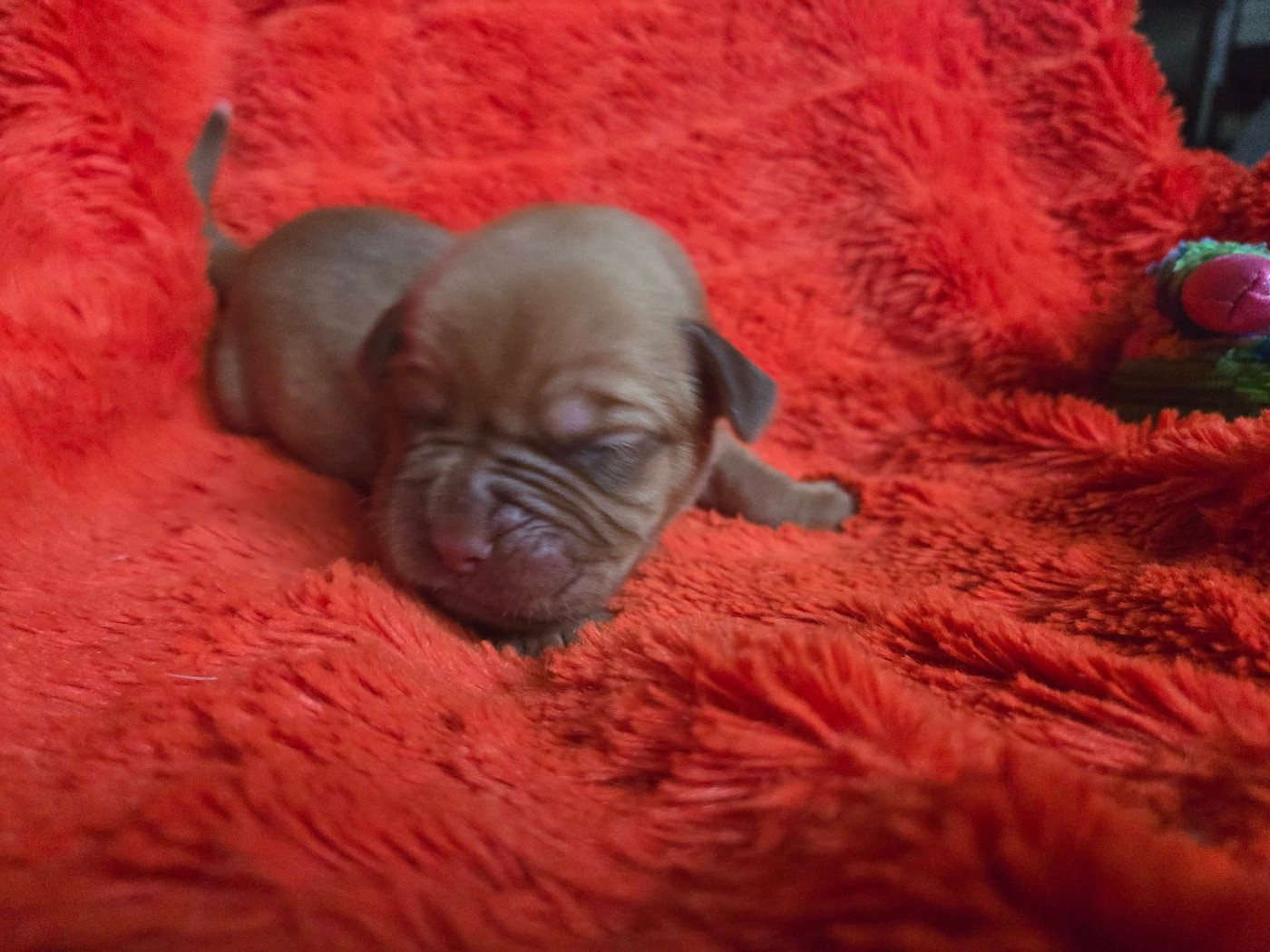De L'Elite Royal Dog - Chiots disponibles - Dogue de Bordeaux