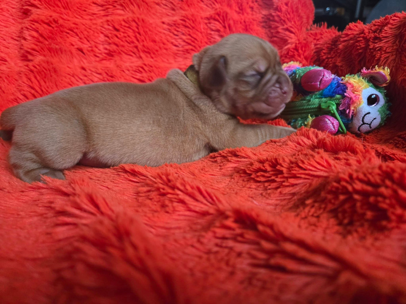 De L'Elite Royal Dog - Chiots disponibles - Dogue de Bordeaux