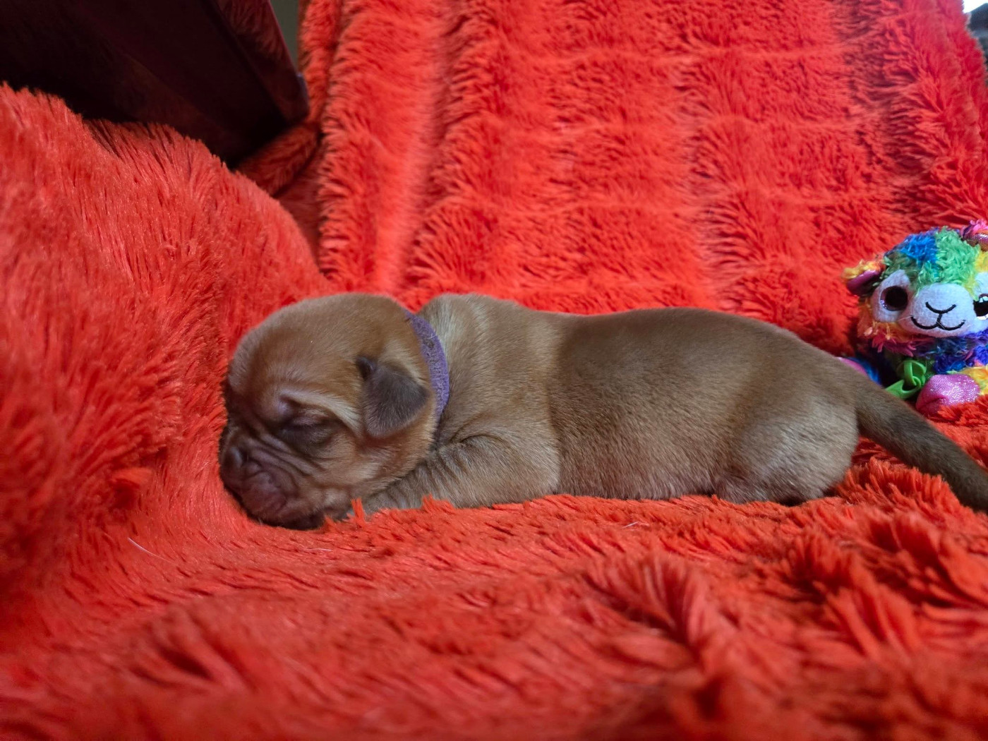 De L'Elite Royal Dog - Chiots disponibles - Dogue de Bordeaux