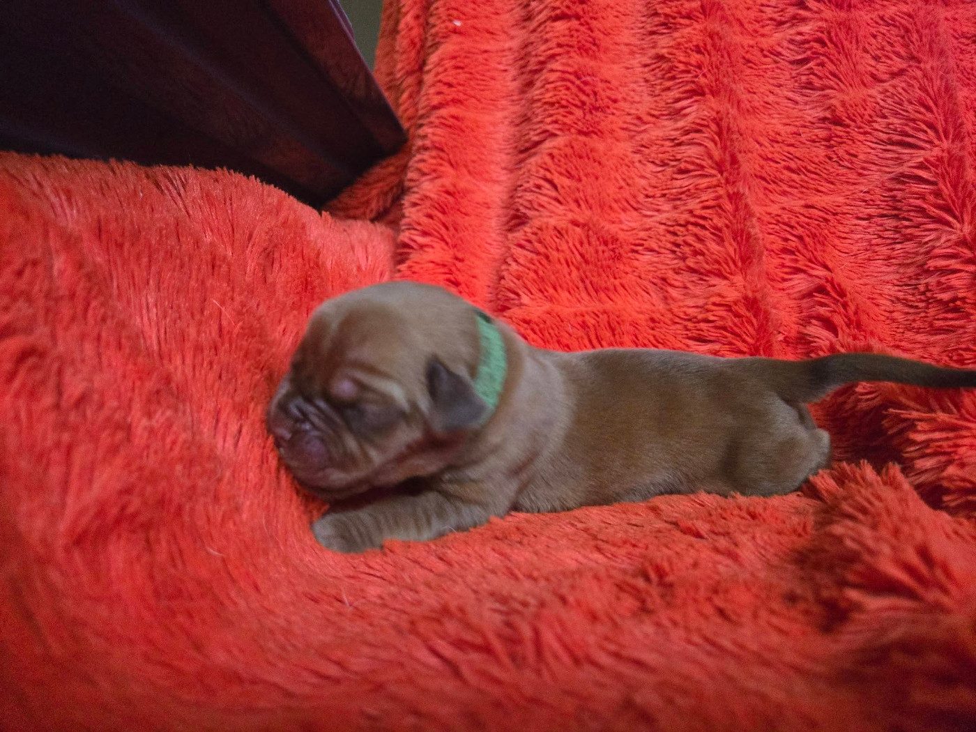 De L'Elite Royal Dog - Chiots disponibles - Dogue de Bordeaux