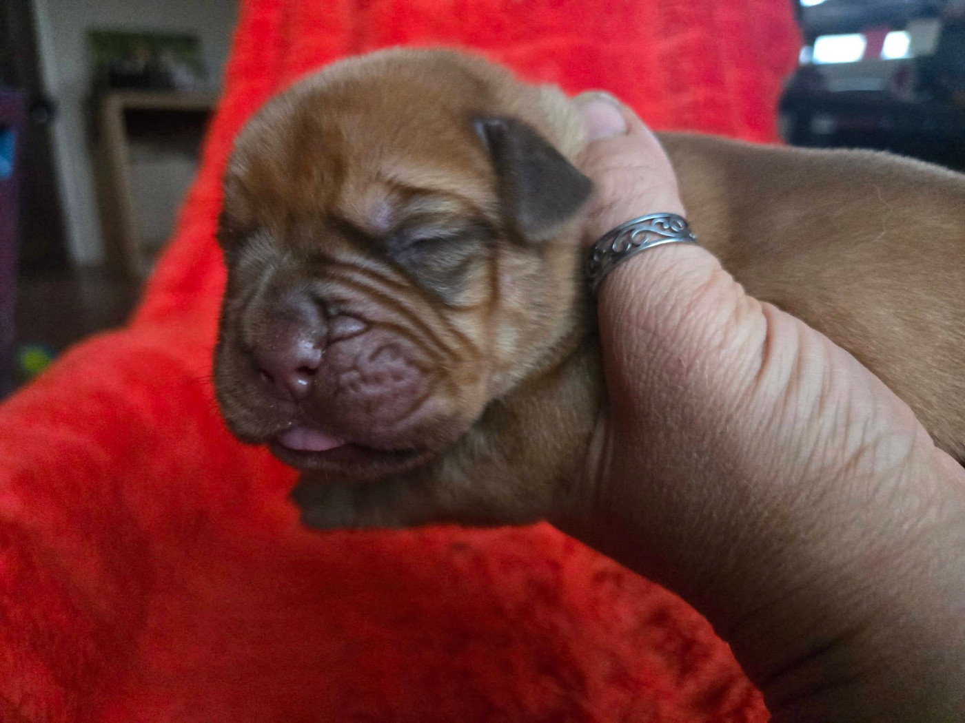 De L'Elite Royal Dog - Chiots disponibles - Dogue de Bordeaux