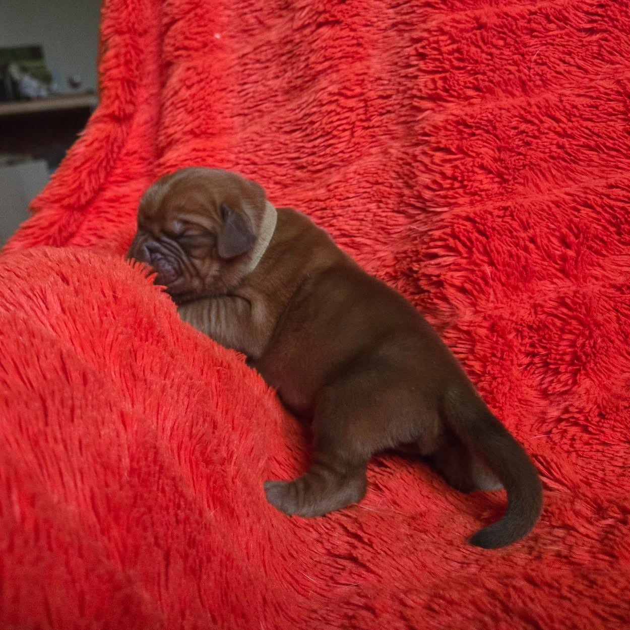 De L'Elite Royal Dog - Chiots disponibles - Dogue de Bordeaux