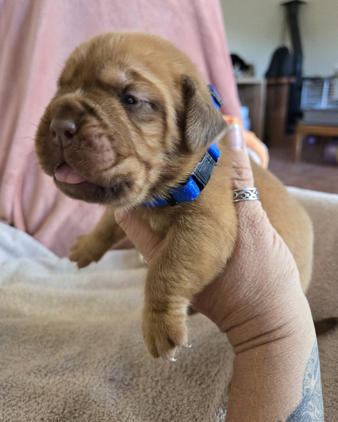 De L'Elite Royal Dog - Chiots disponibles - Dogue de Bordeaux