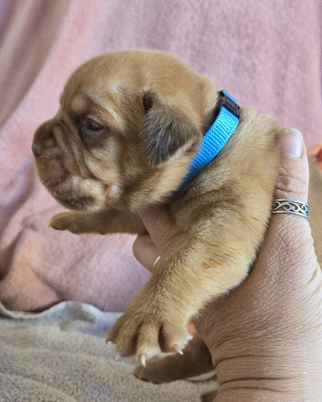 De L'Elite Royal Dog - Chiots disponibles - Dogue de Bordeaux