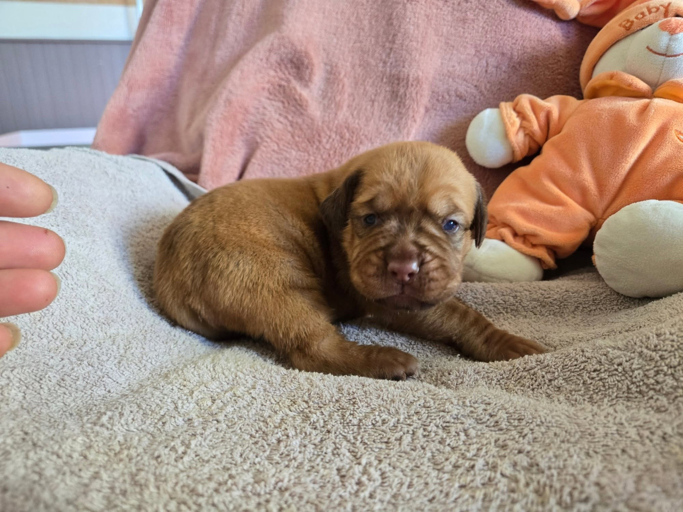 De L'Elite Royal Dog - Chiots disponibles - Dogue de Bordeaux