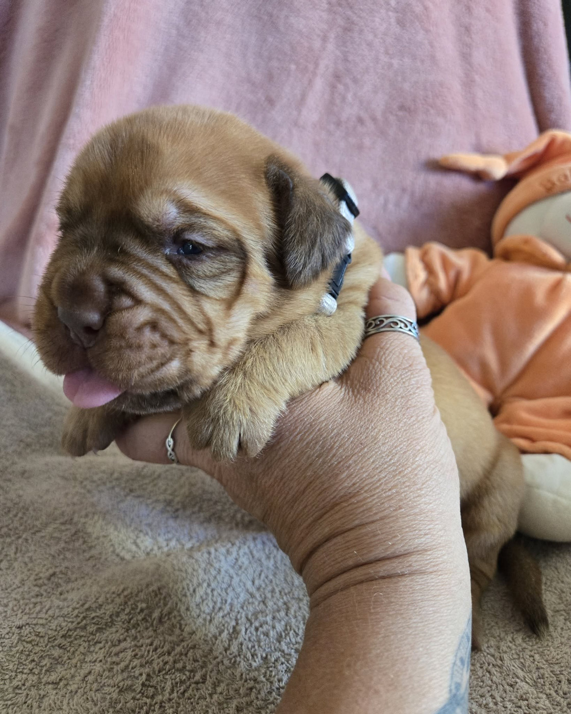 De L'Elite Royal Dog - Chiots disponibles - Dogue de Bordeaux