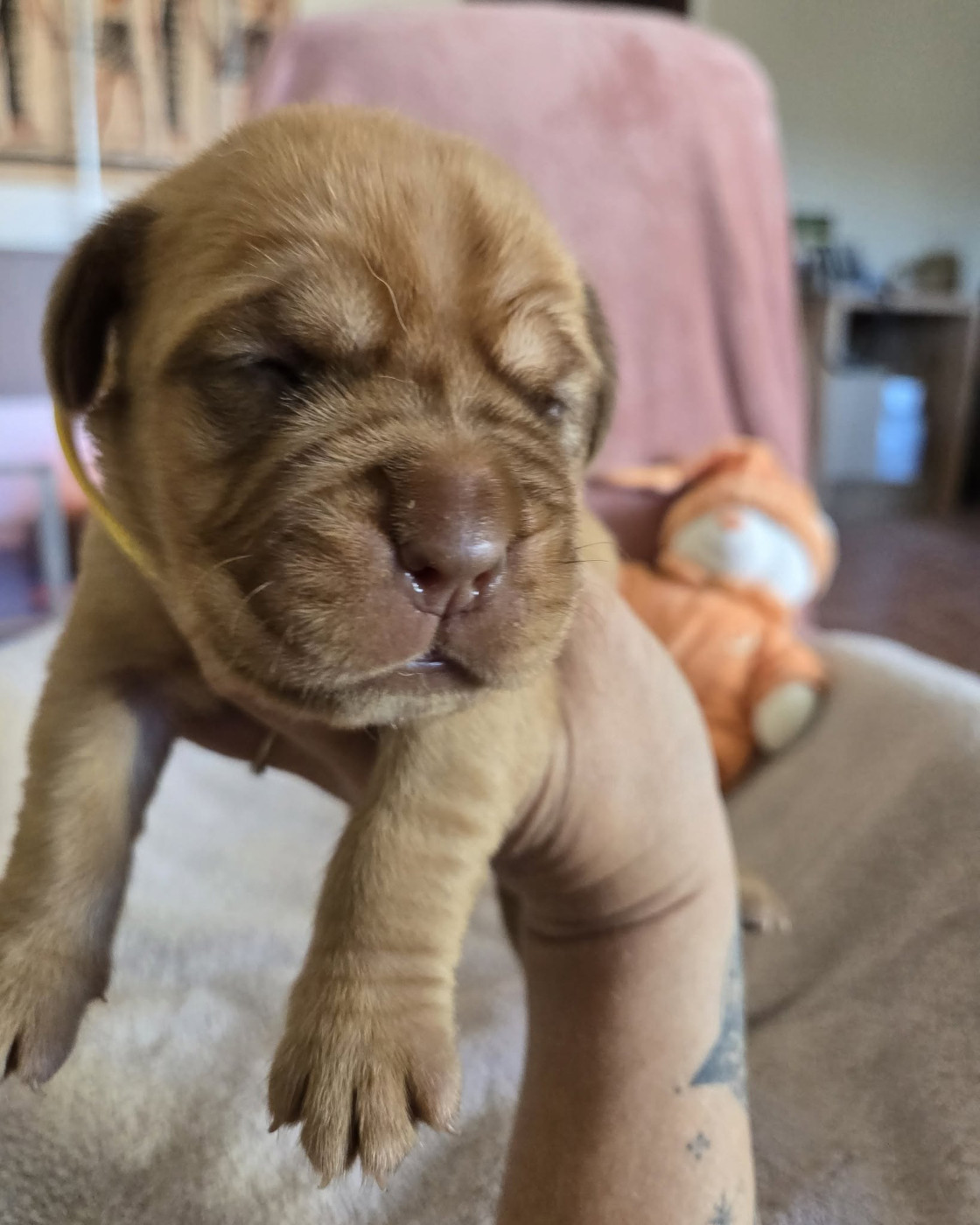 De L'Elite Royal Dog - Chiots disponibles - Dogue de Bordeaux