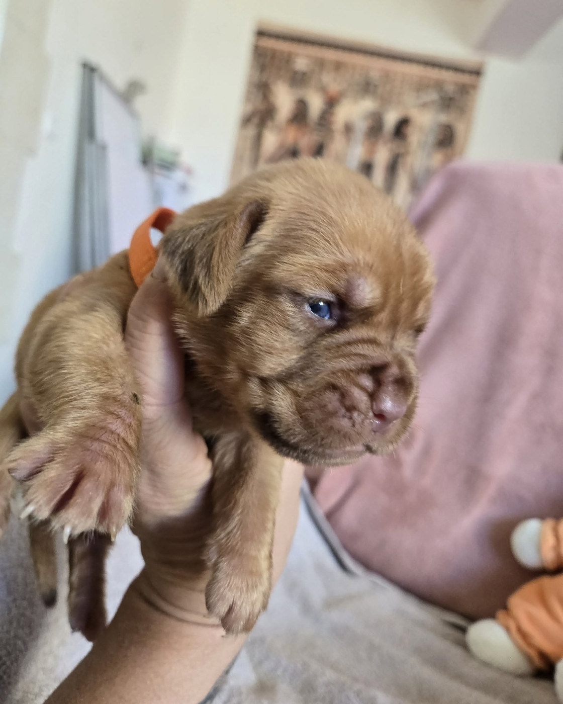 De L'Elite Royal Dog - Chiots disponibles - Dogue de Bordeaux
