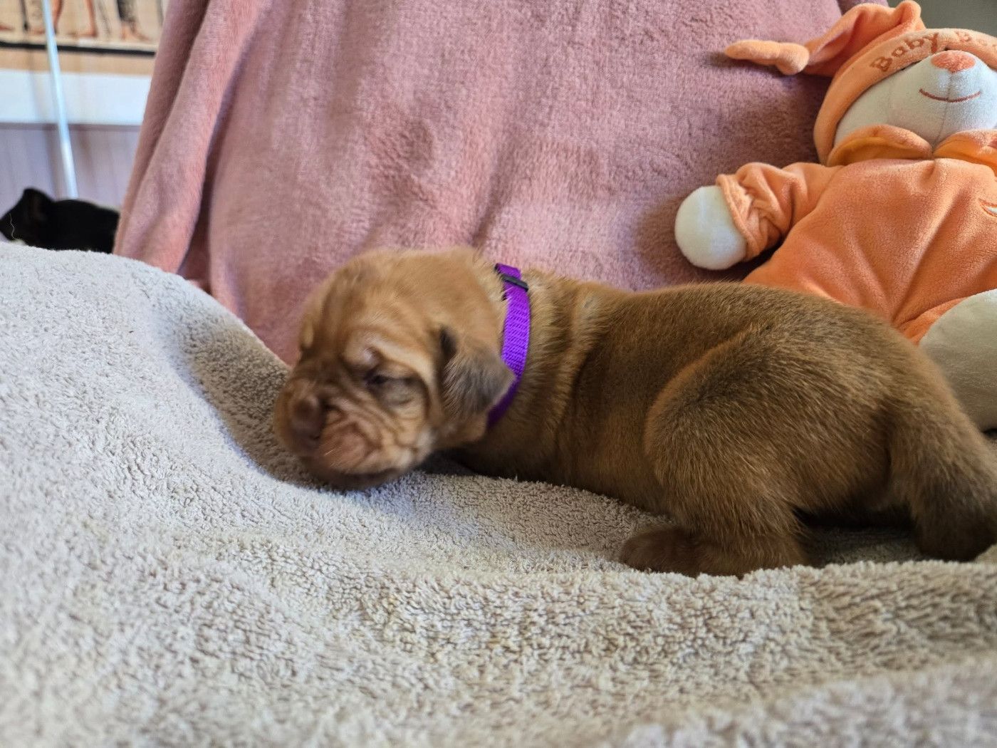 De L'Elite Royal Dog - Chiots disponibles - Dogue de Bordeaux