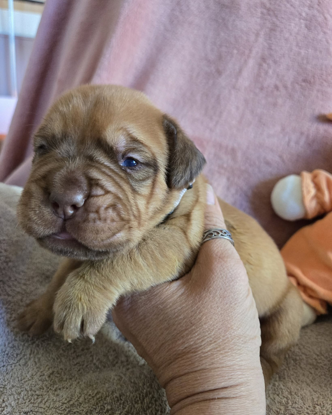 De L'Elite Royal Dog - Chiots disponibles - Dogue de Bordeaux