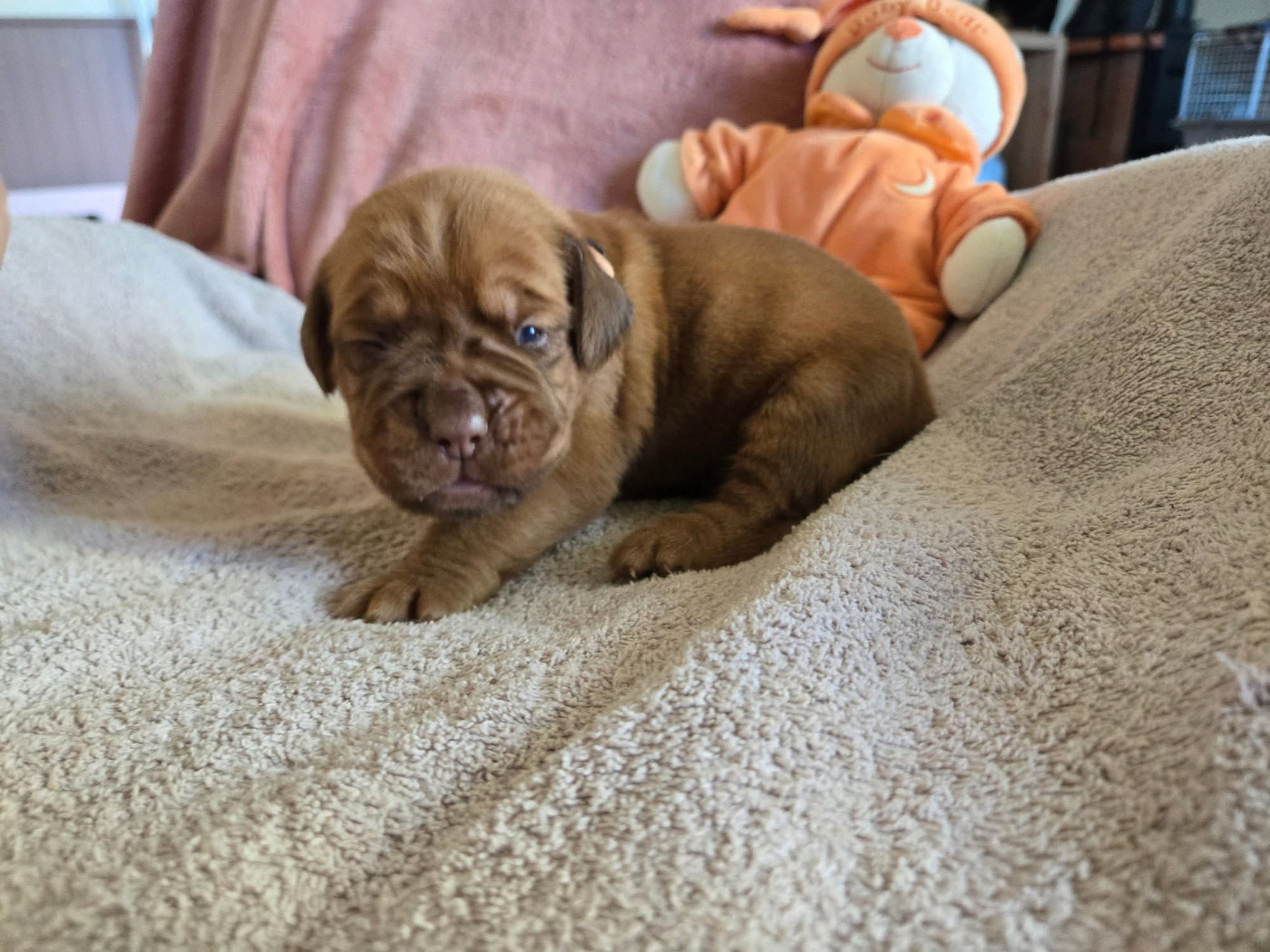 De L'Elite Royal Dog - Chiots disponibles - Dogue de Bordeaux