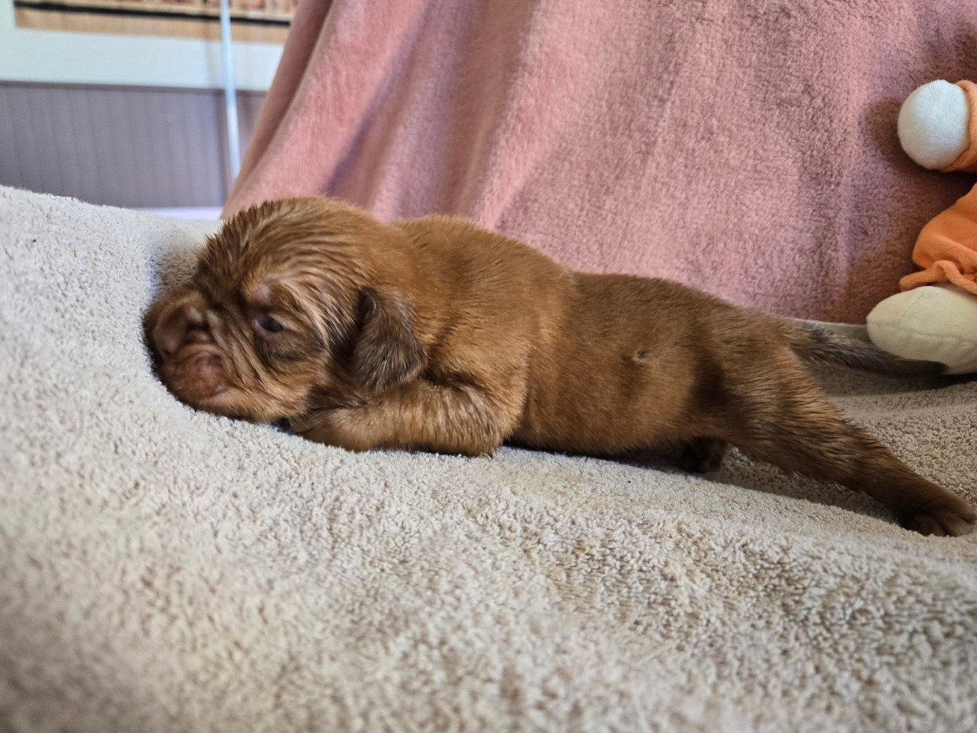 De L'Elite Royal Dog - Chiots disponibles - Dogue de Bordeaux