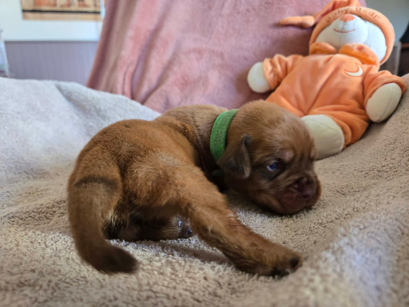 De L'Elite Royal Dog - Chiots disponibles - Dogue de Bordeaux