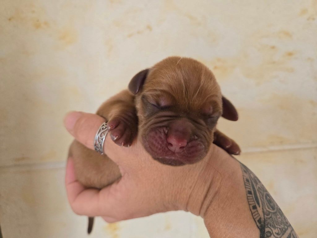 De L'Elite Royal Dog - Chiots disponibles - Dogue de Bordeaux