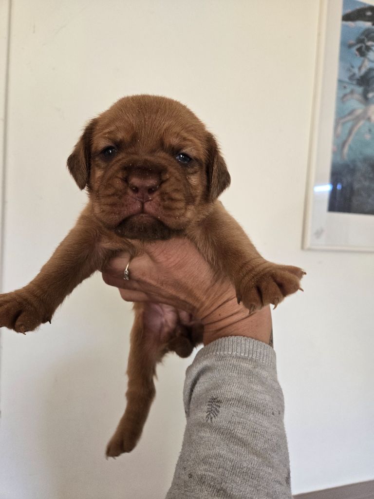 De L'Elite Royal Dog - Chiots disponibles - Dogue de Bordeaux