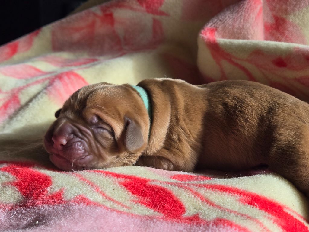 De L'Elite Royal Dog - Chiots disponibles - Dogue de Bordeaux
