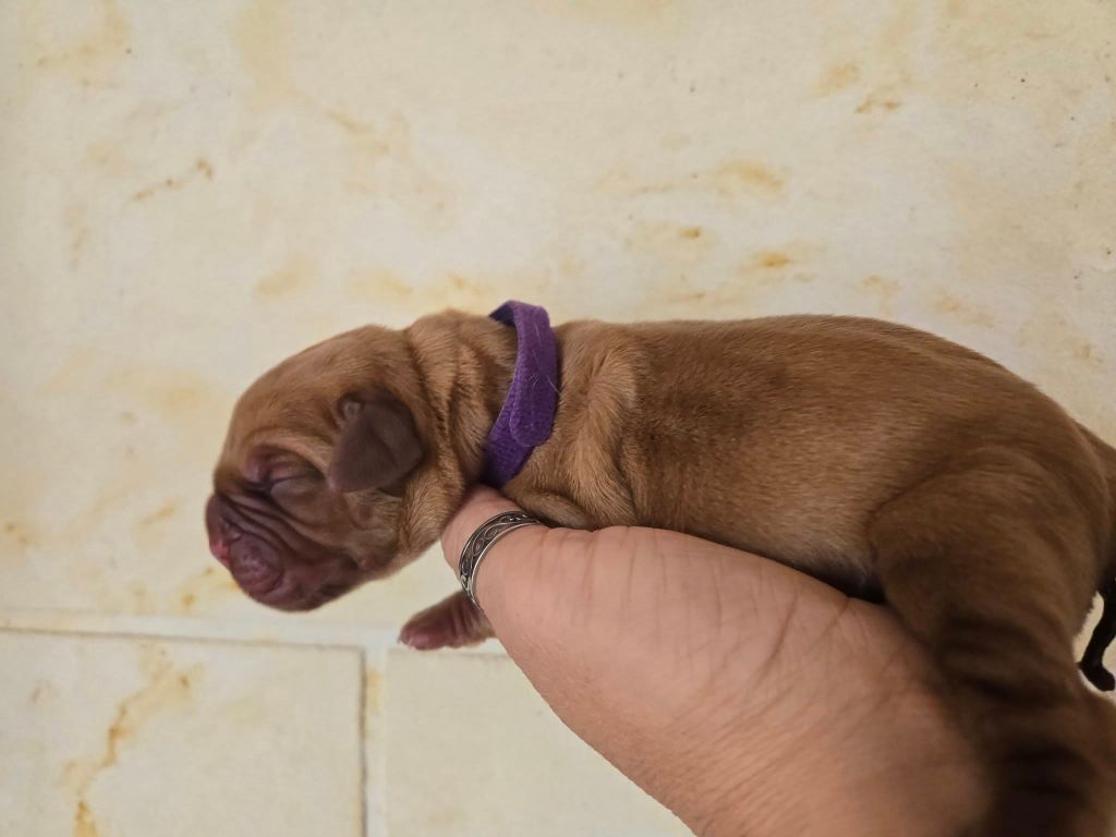 De L'Elite Royal Dog - Chiots disponibles - Dogue de Bordeaux