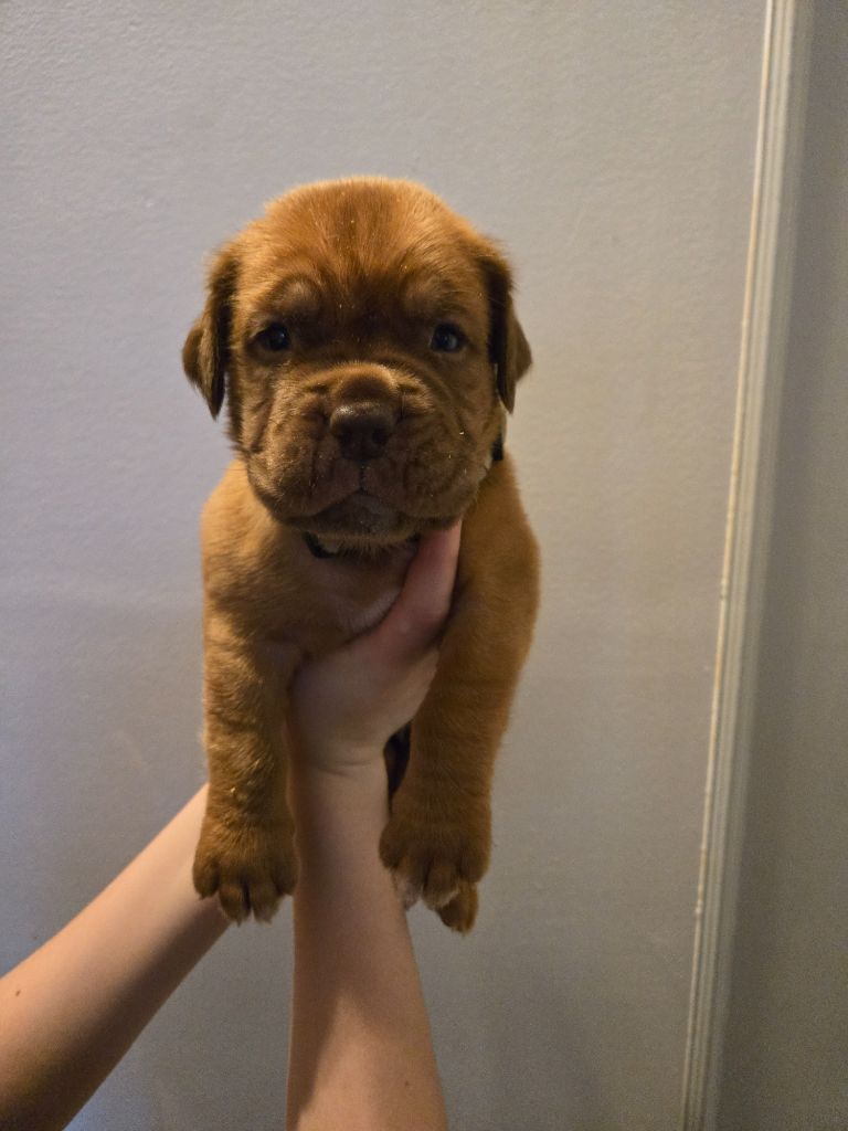 De L'Elite Royal Dog - Chiots disponibles - Dogue de Bordeaux