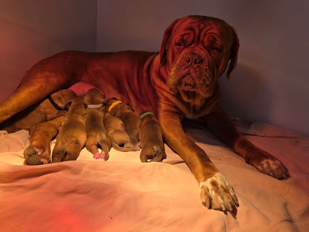 Chiot Dogue de Bordeaux De L'Elite Royal Dog