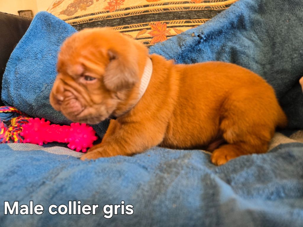 De L'Elite Royal Dog - Chiots disponibles - Dogue de Bordeaux