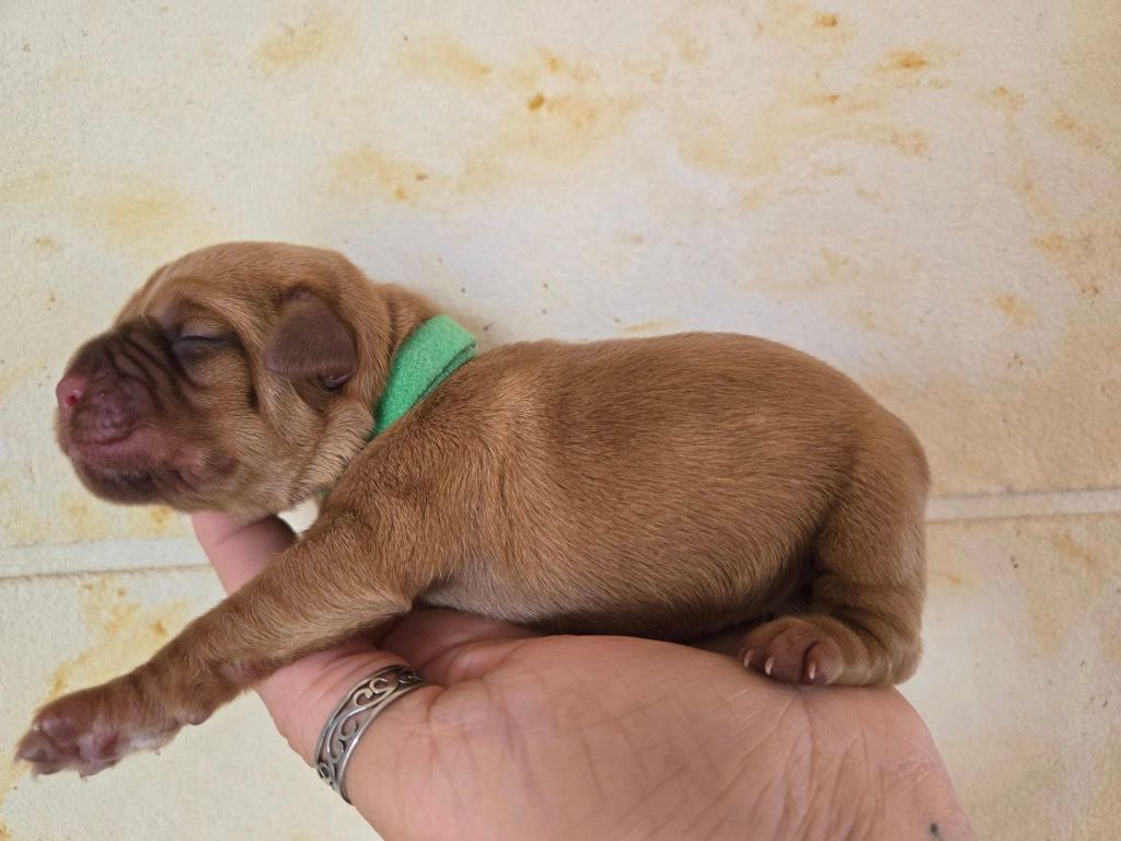 De L'Elite Royal Dog - Chiots disponibles - Dogue de Bordeaux