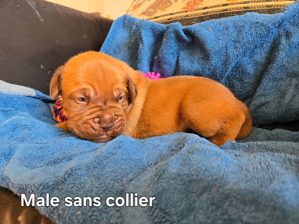 De L'Elite Royal Dog - Chiots disponibles - Dogue de Bordeaux