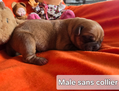 CHIOT sans collier