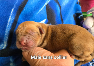 Sans collier