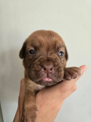 Clyde