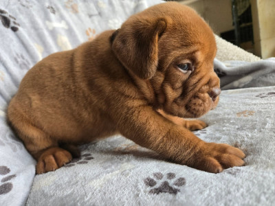 Clyde
