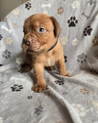 Baxter