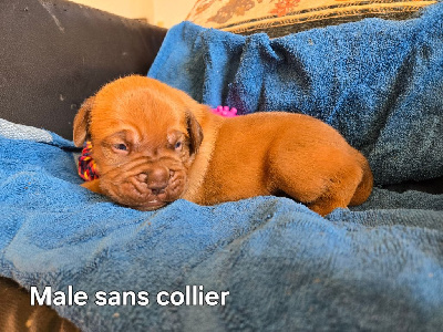 Sans collier