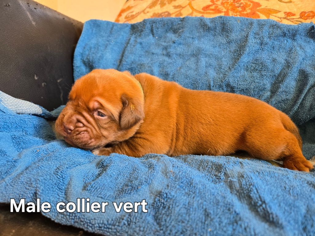 De L'Elite Royal Dog - Chiots disponibles - Dogue de Bordeaux