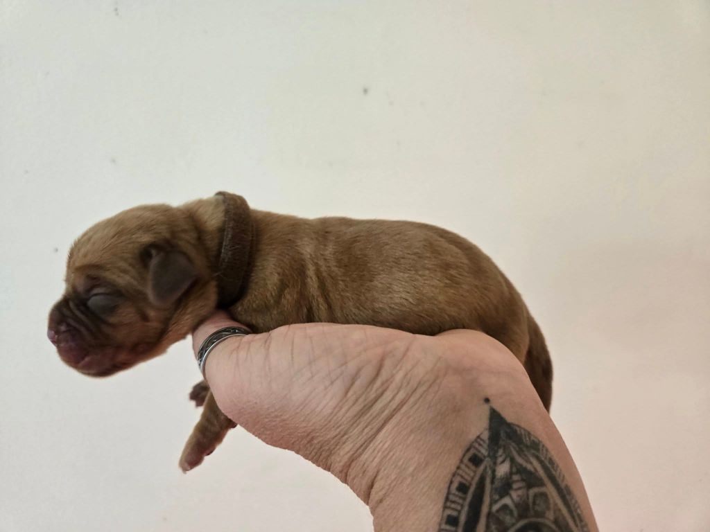 De L'Elite Royal Dog - Chiots disponibles - Dogue de Bordeaux