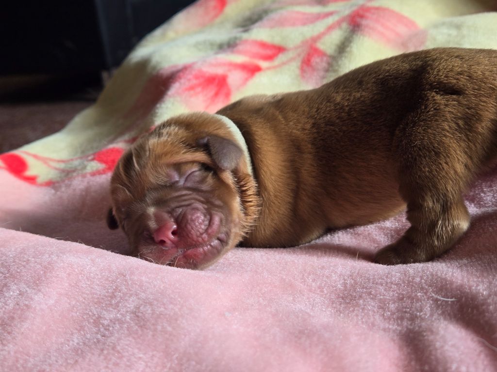 De L'Elite Royal Dog - Chiots disponibles - Dogue de Bordeaux