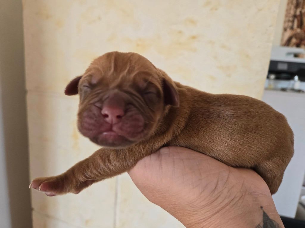 De L'Elite Royal Dog - Chiots disponibles - Dogue de Bordeaux