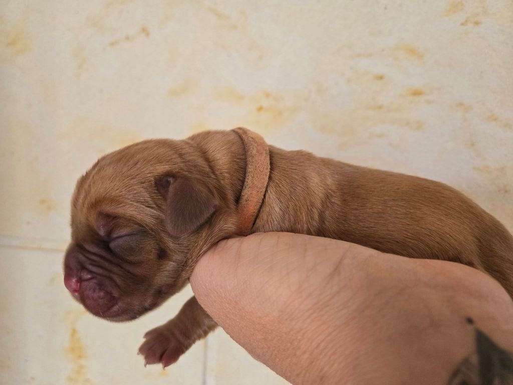 De L'Elite Royal Dog - Chiots disponibles - Dogue de Bordeaux
